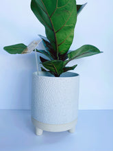 Load image into Gallery viewer, Ficus Lyrata: Fiddle Leaf Fig Column
