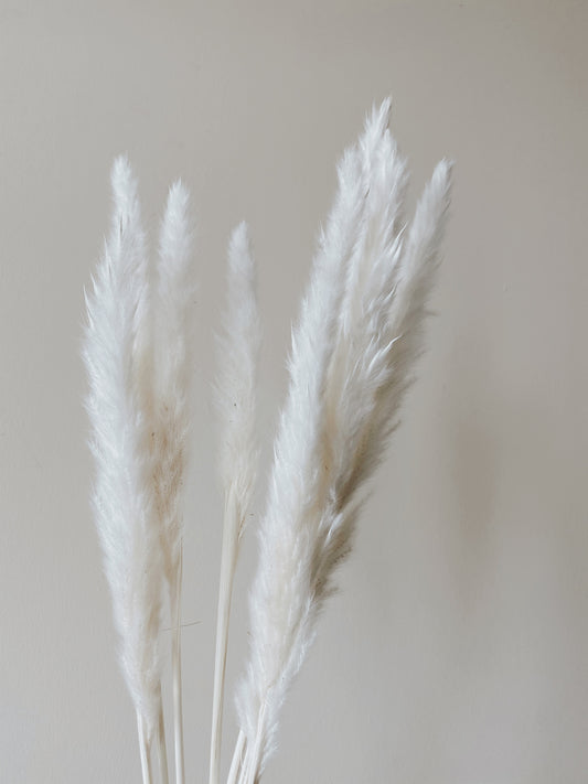 Mini Pampas Tails - 12 Stem Bundle