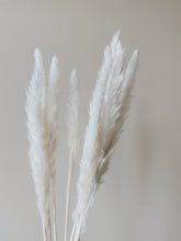 Load image into Gallery viewer, Mini Pampas Tails - 12 Stem Bundle
