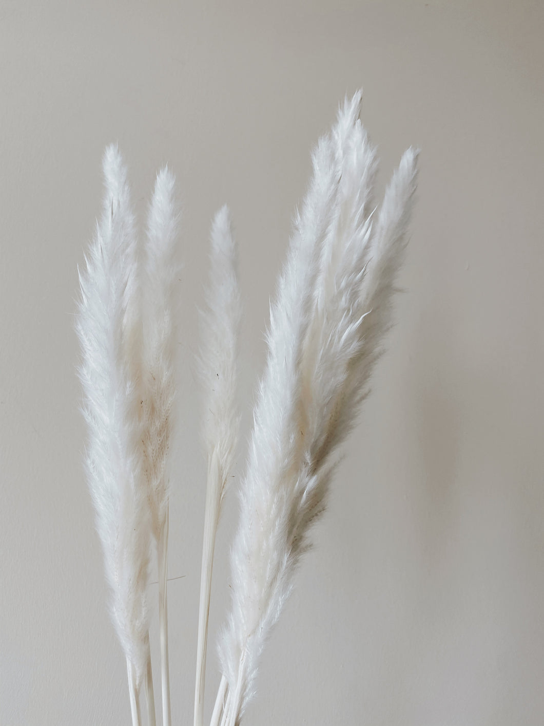 Mini Pampas Tails - 12 Stem Bundle