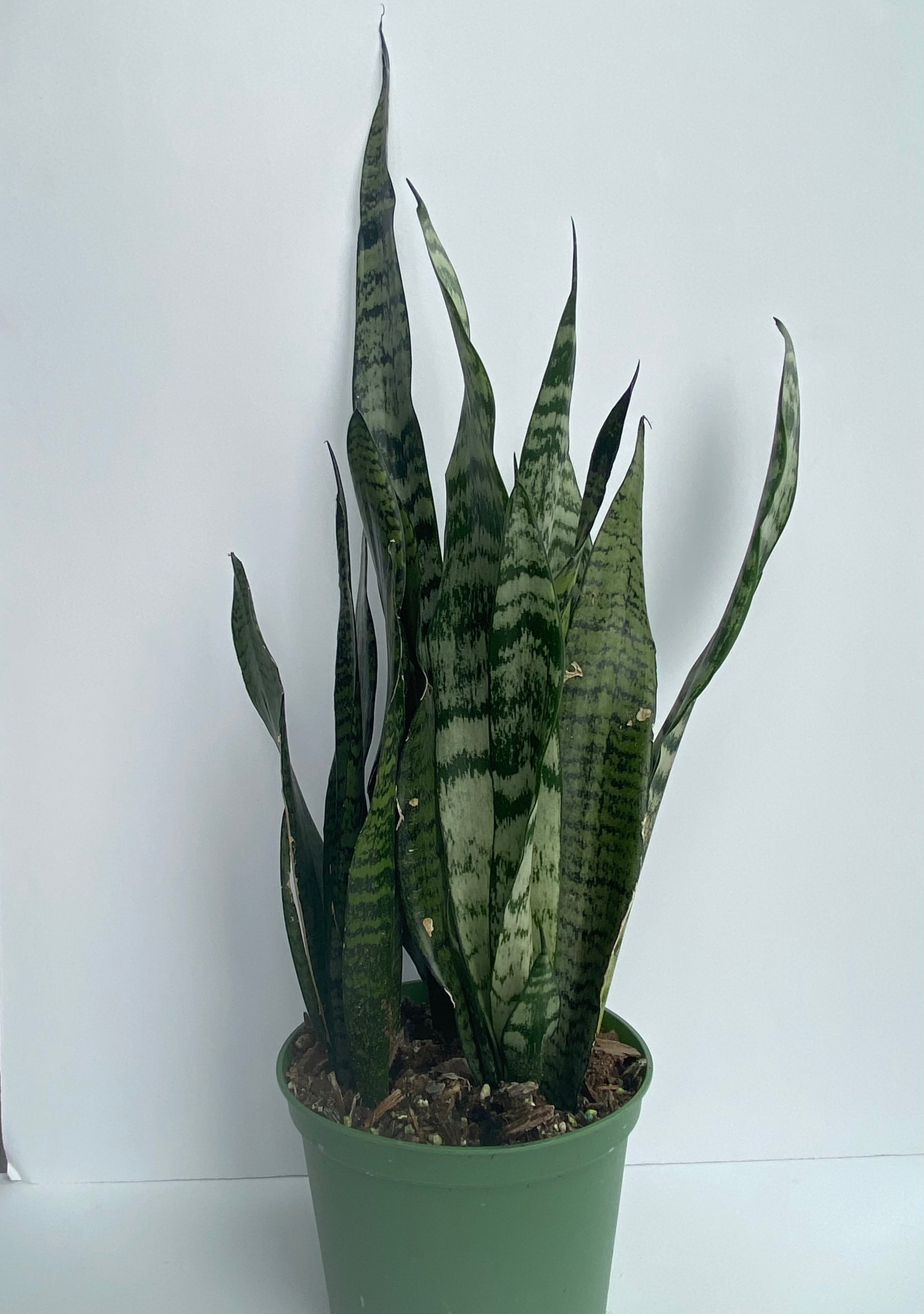 sansevieria canada Sansevieria (Snake Plant) – Estrela Plants & Decor