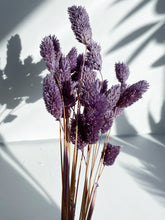 Load image into Gallery viewer, Dried Phalaris
