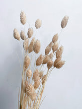 Load image into Gallery viewer, Dried Phalaris
