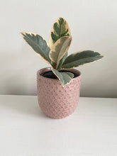 Load image into Gallery viewer, Everly Pot | Pink Textured Dots
