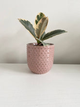 Load image into Gallery viewer, Everly Pot | Pink Textured Dots
