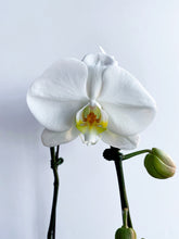 Load image into Gallery viewer, Large Orchid Phalaenopsis
