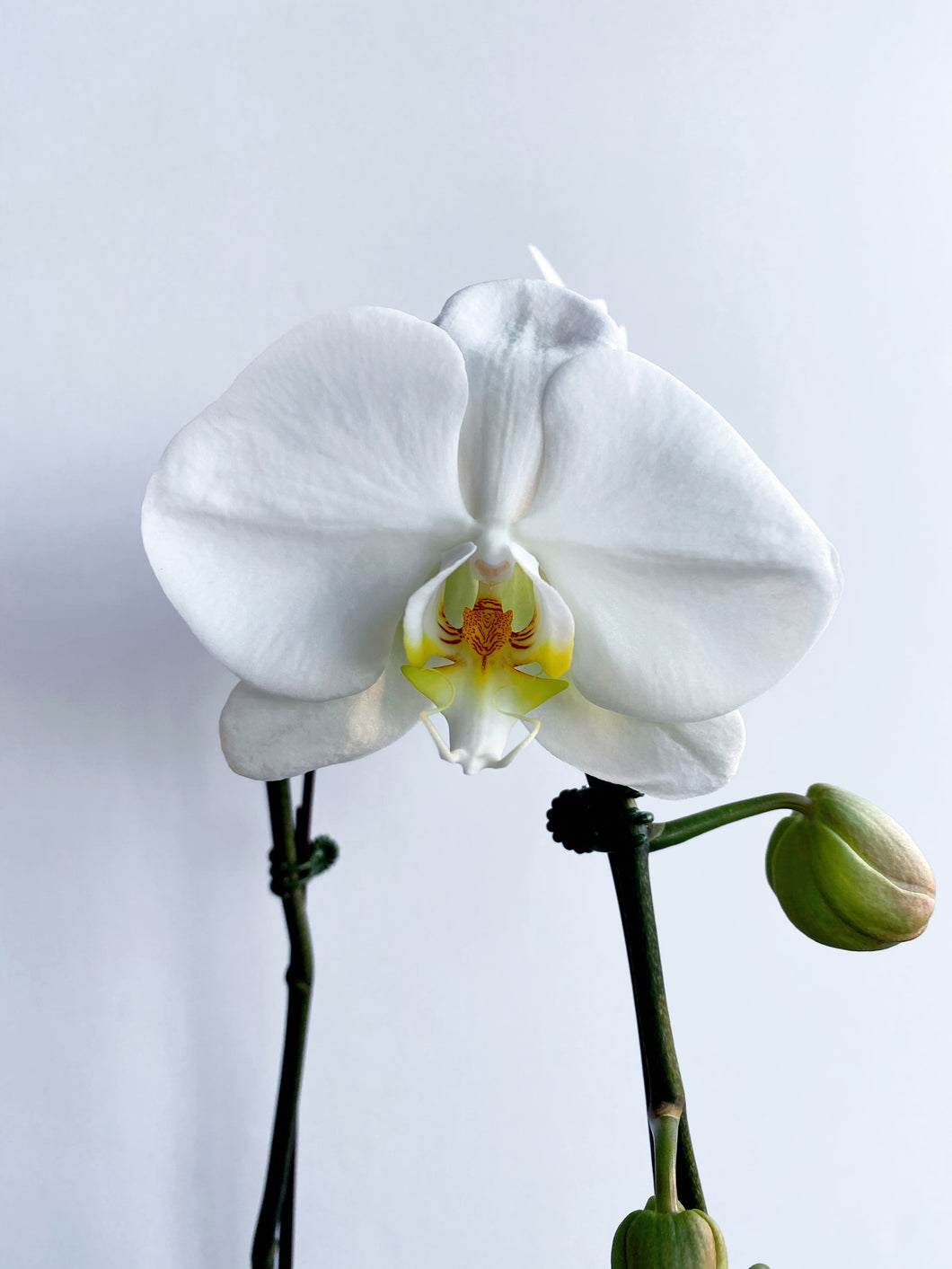 Large Orchid Phalaenopsis