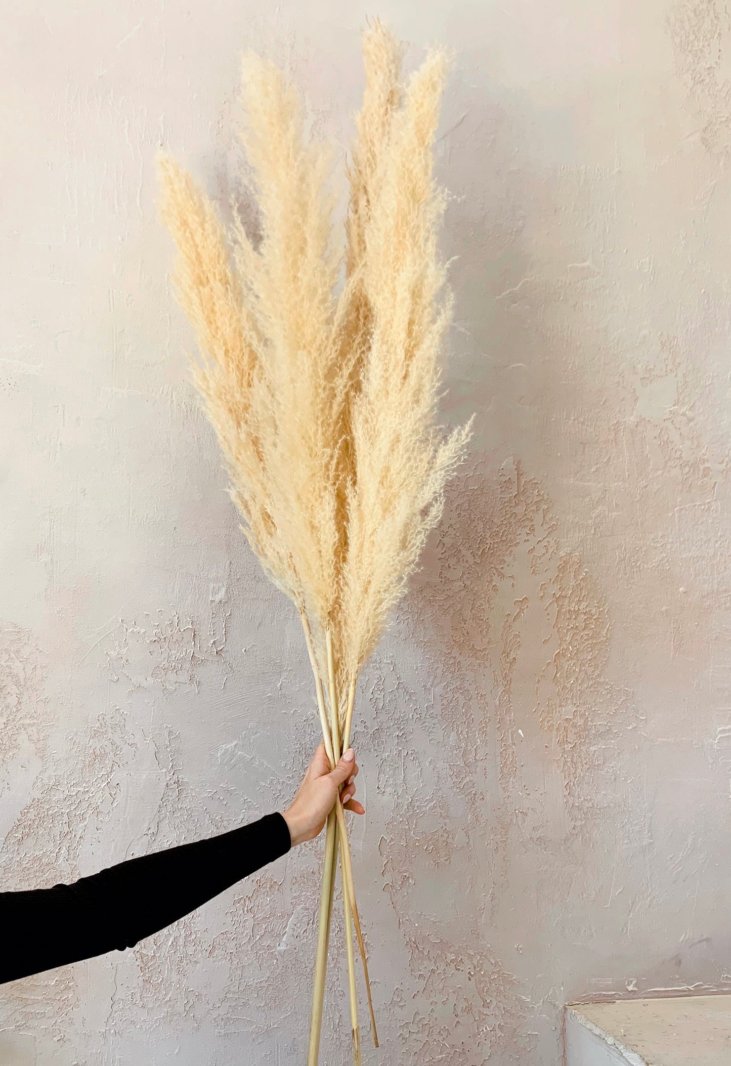 Pampas Grass