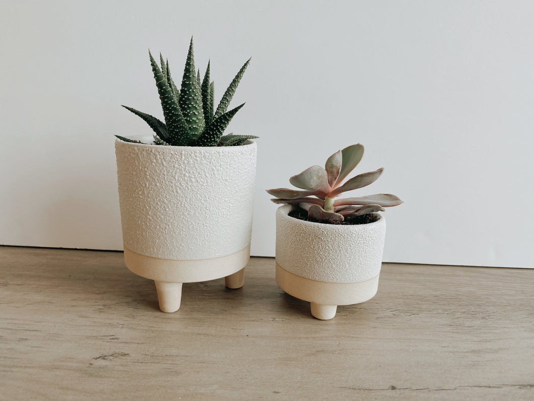 Mini Footed Planter with Succulent