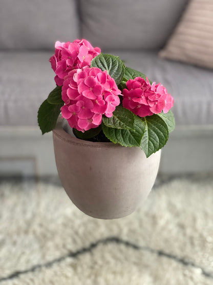 Concrete Pot