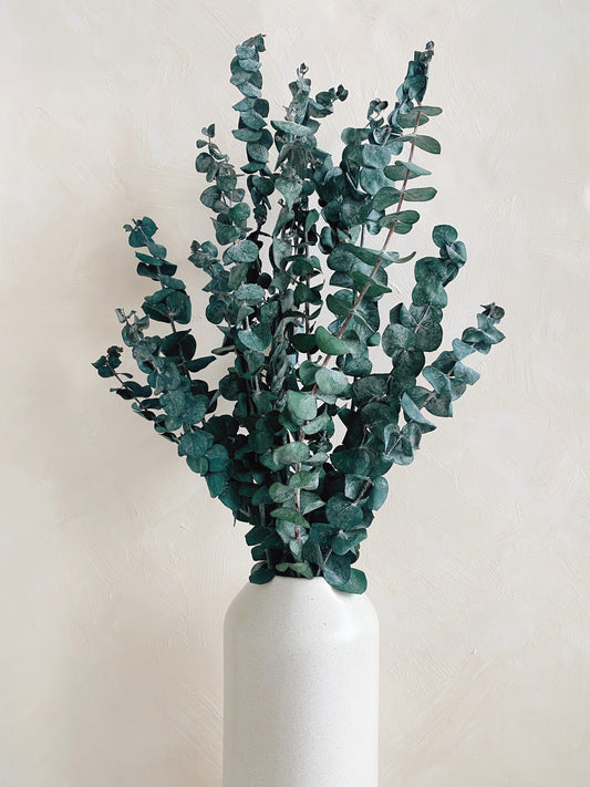 Preserved Eucalyptus