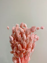 Load image into Gallery viewer, Dried Phalaris
