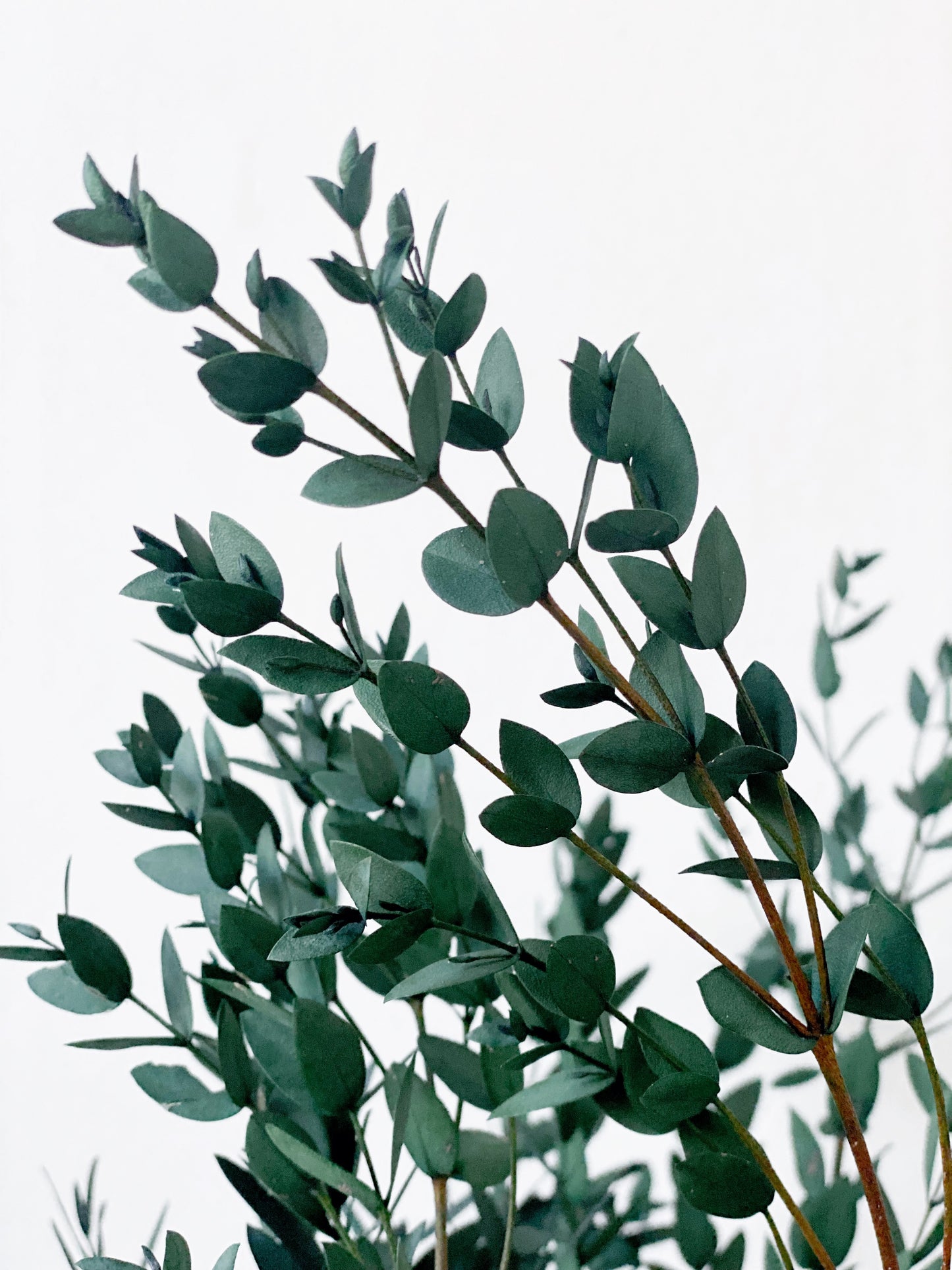 Preserved Eucalyptus Parvifolia