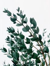 Load image into Gallery viewer, Preserved Eucalyptus Parvifolia
