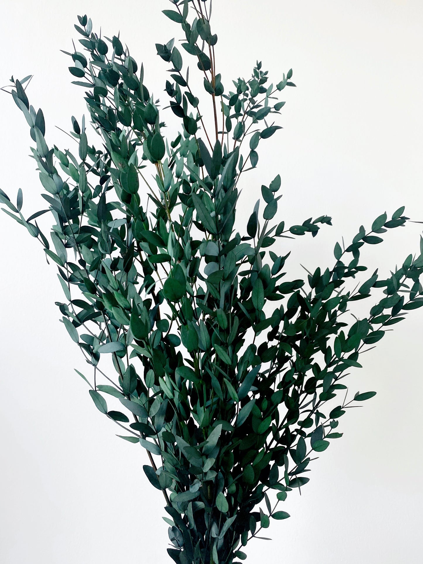 Preserved Eucalyptus Parvifolia