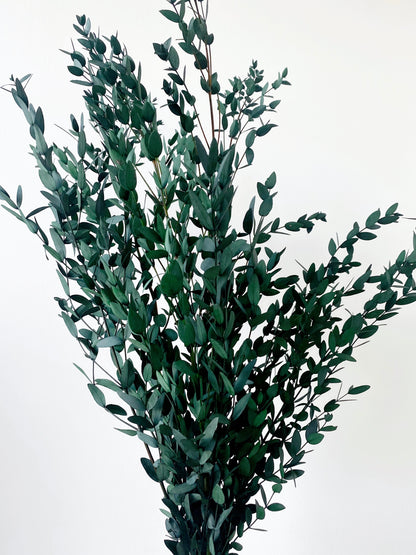 Preserved Eucalyptus Parvifolia