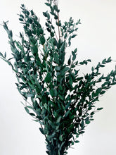 Load image into Gallery viewer, Preserved Eucalyptus Parvifolia
