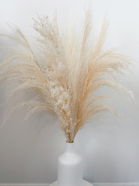 Amazon Pampas Grass (3 or 6 Stem Bundles)