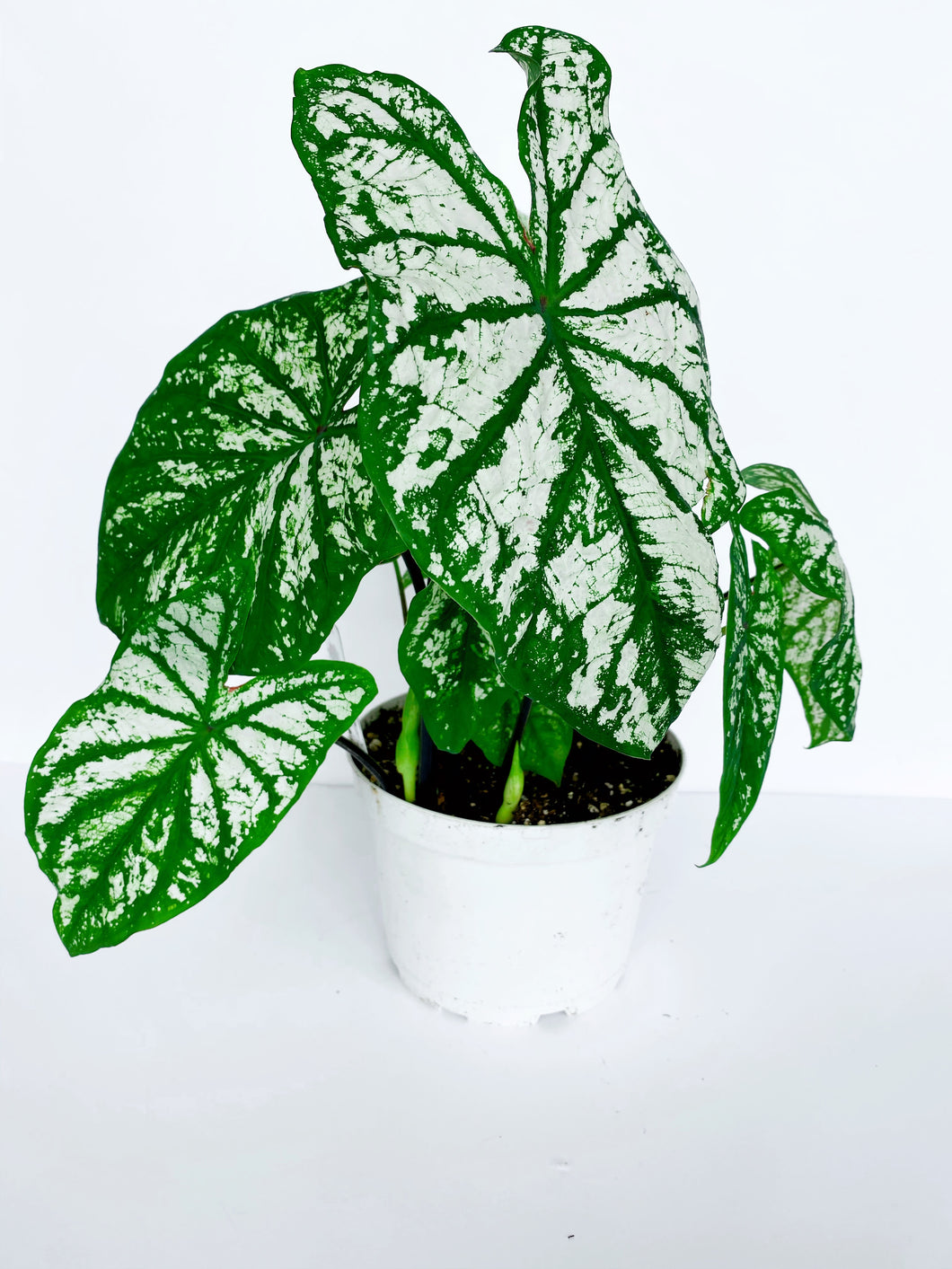 Caladium