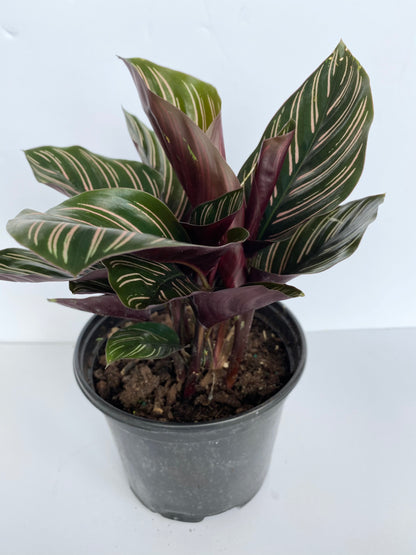 Calathea Ornata | Pink Pinstripe