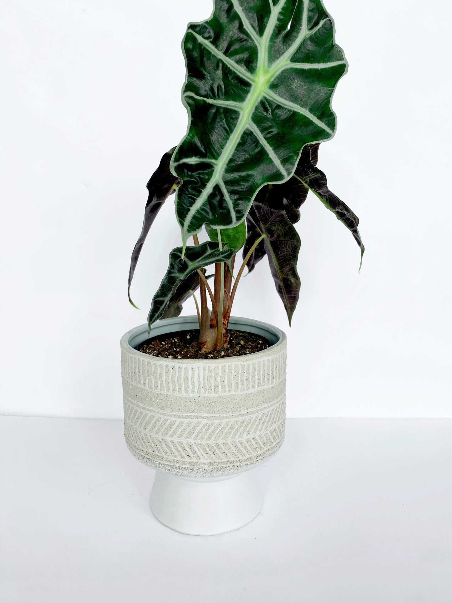 Umbra Footed Pot