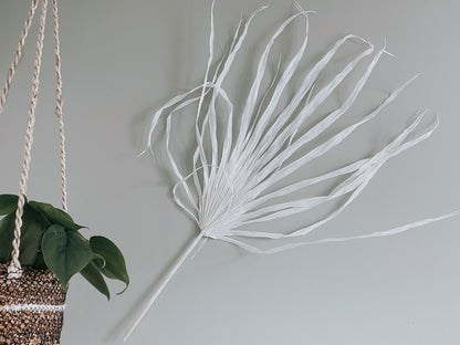 Large Dried Fan Palm Leaves