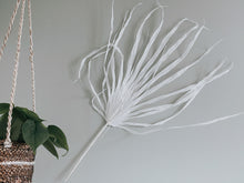 Load image into Gallery viewer, Large Dried Fan Palm Leaves
