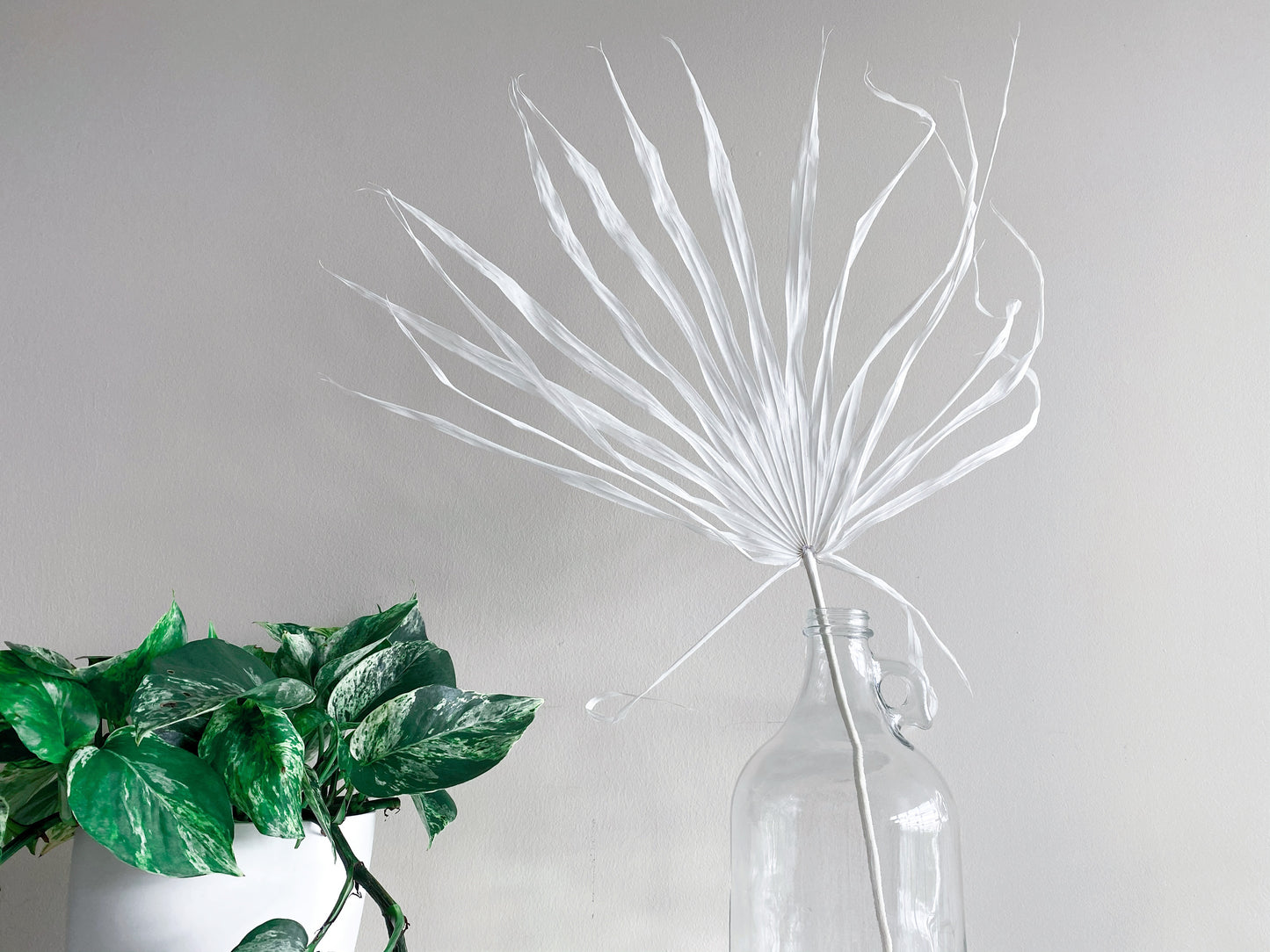 Large Dried Fan Palm Leaves