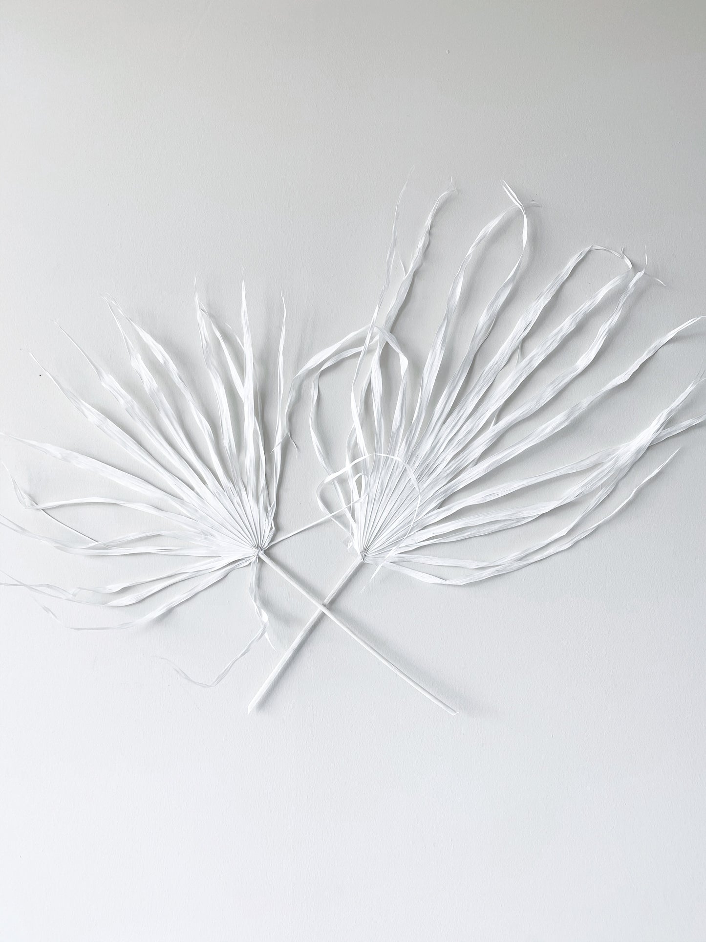 Large Dried Fan Palm Leaves