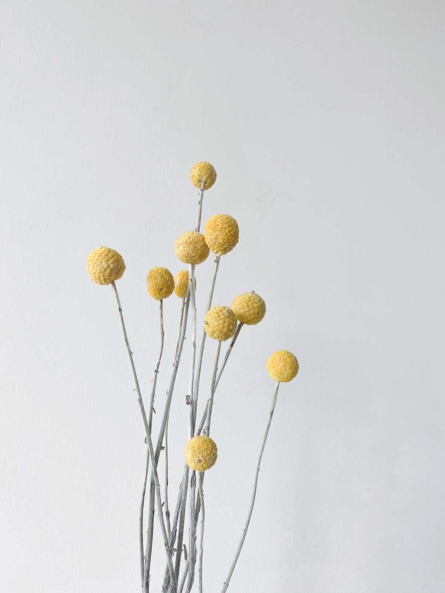 Preserved Billy Buttons | Craspedia