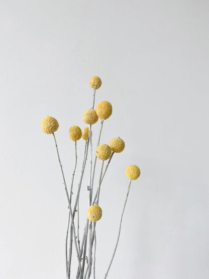Preserved Billy Buttons | Craspedia