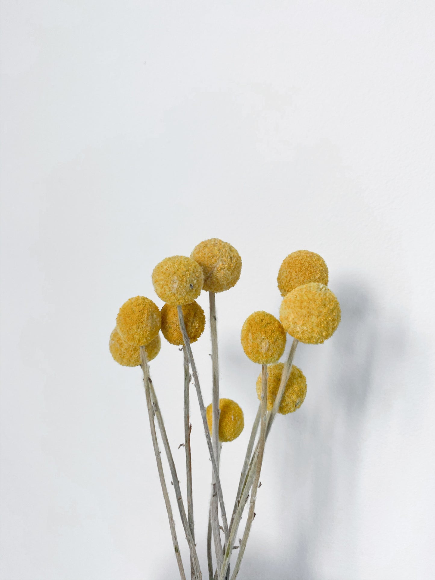 Preserved Billy Buttons | Craspedia