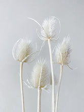 Load image into Gallery viewer, Dried Thistle
