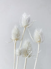 Load image into Gallery viewer, Dried Thistle
