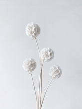 Load image into Gallery viewer, Scabiosa Preserved
