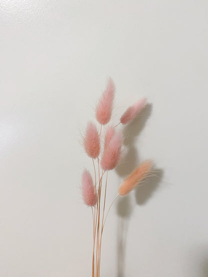Dried Bunny Tails | Dried Lagurus