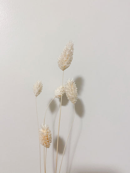 Dried Phalaris