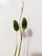 Load image into Gallery viewer, Dried Phalaris
