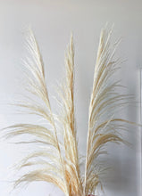 Load image into Gallery viewer, UVA Stalks 3 stems | Amazon Tall Pampas Grass

