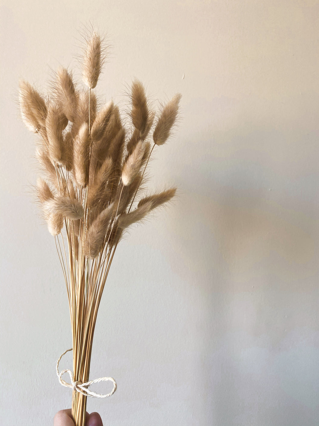 Dried Bunny Tails | Dried Lagurus