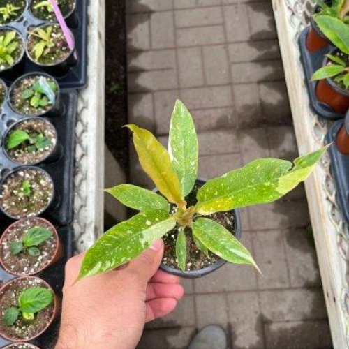 Philodendron Ring of Fire