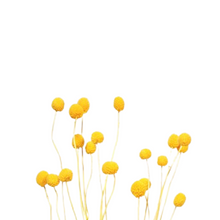 Load image into Gallery viewer, Preserved Billy Buttons | Craspedia
