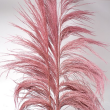 Load image into Gallery viewer, UVA Stalks 3 stems | Amazon Tall Pampas Grass
