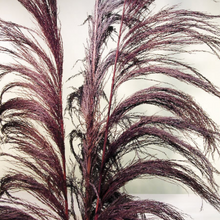 Load image into Gallery viewer, UVA Stalks 3 stems | Amazon Tall Pampas Grass
