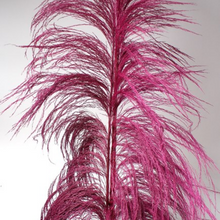 Load image into Gallery viewer, UVA Stalks 3 stems | Amazon Tall Pampas Grass
