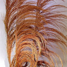 Load image into Gallery viewer, UVA Stalks 3 stems | Amazon Tall Pampas Grass
