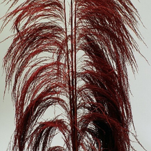Load image into Gallery viewer, UVA Stalks 3 stems | Amazon Tall Pampas Grass

