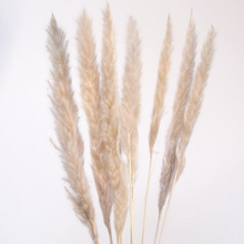 Load image into Gallery viewer, Mini Pampas Tails - 12 Stem Bundle
