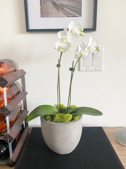 Concrete Pot