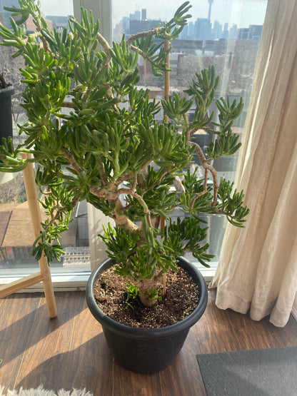 Jade Tree - Lady Fingers